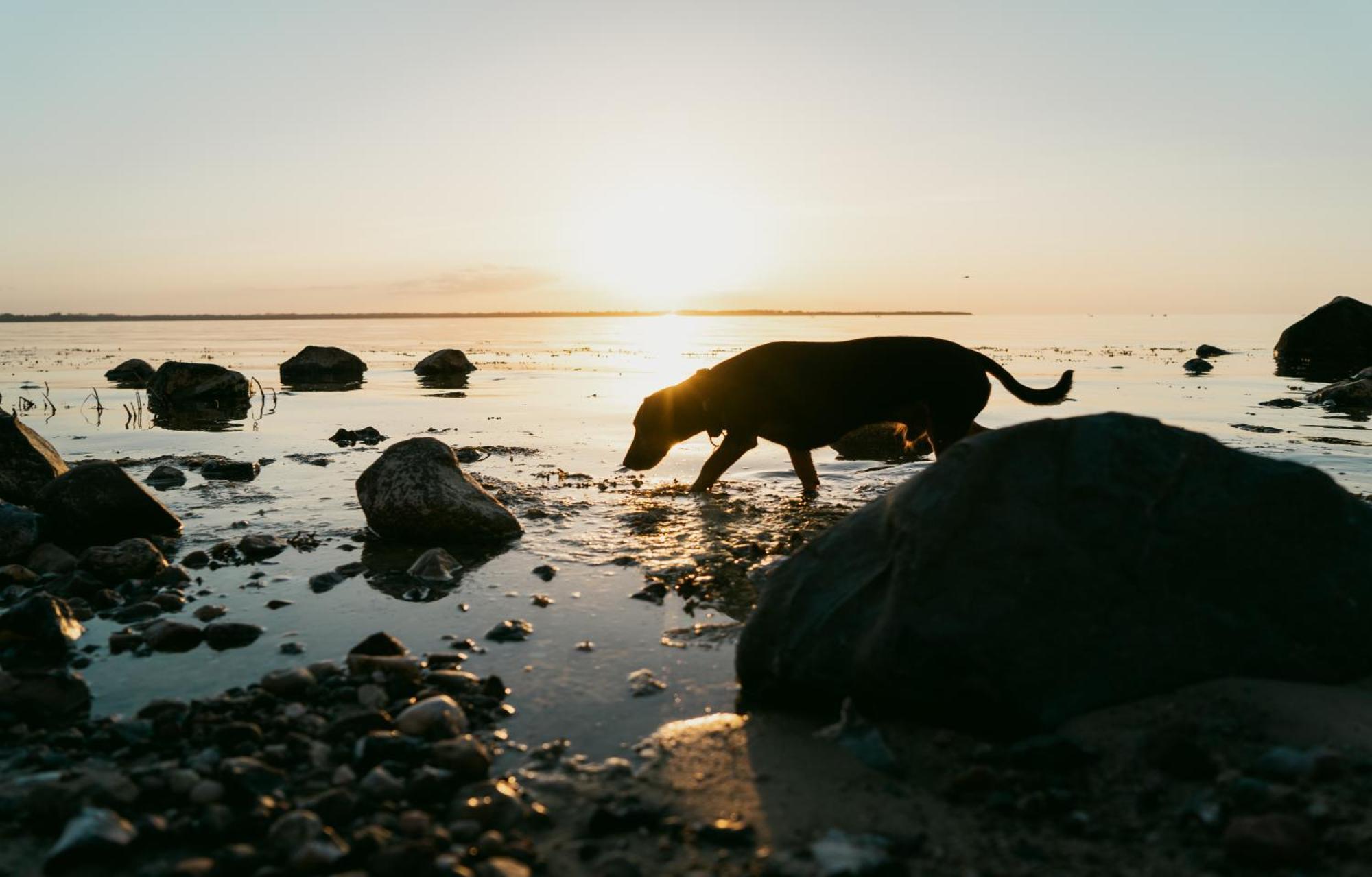 Tallskog - Dein Am Naturstrand Hohen Wieschendorf